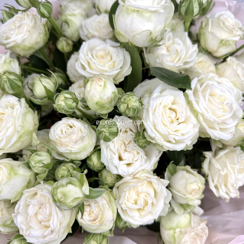 Утренние розы